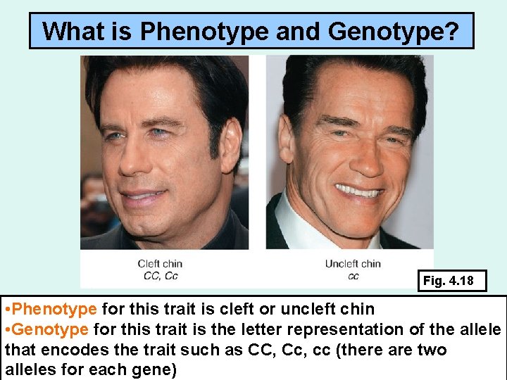 What is Phenotype and Genotype? Fig. 4. 18 • Phenotype for this trait is