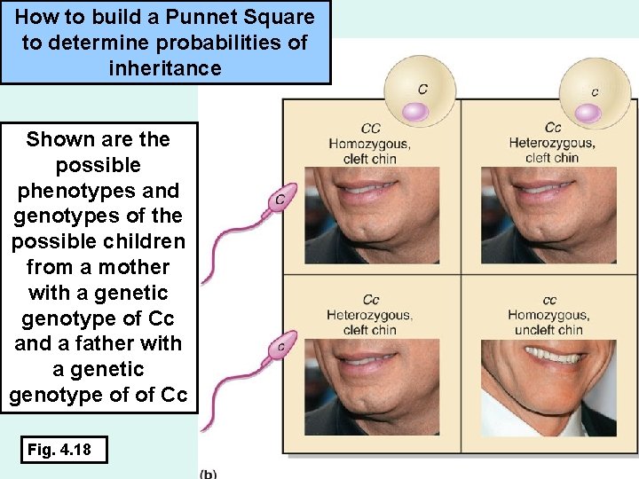 How to build a Punnet Square to determine probabilities of inheritance Shown are the