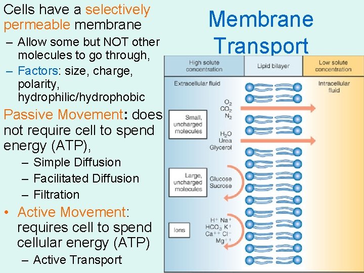 Cells have a selectively permeable membrane – Allow some but NOT other molecules to