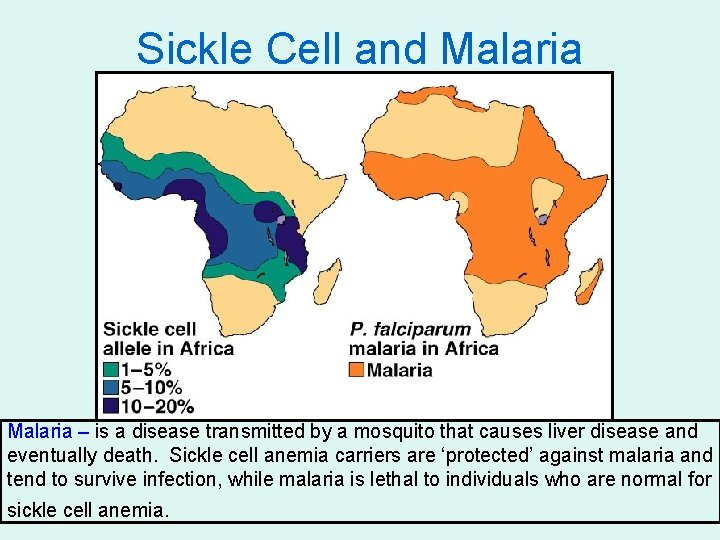 Sickle Cell and Malaria – is a disease transmitted by a mosquito that causes