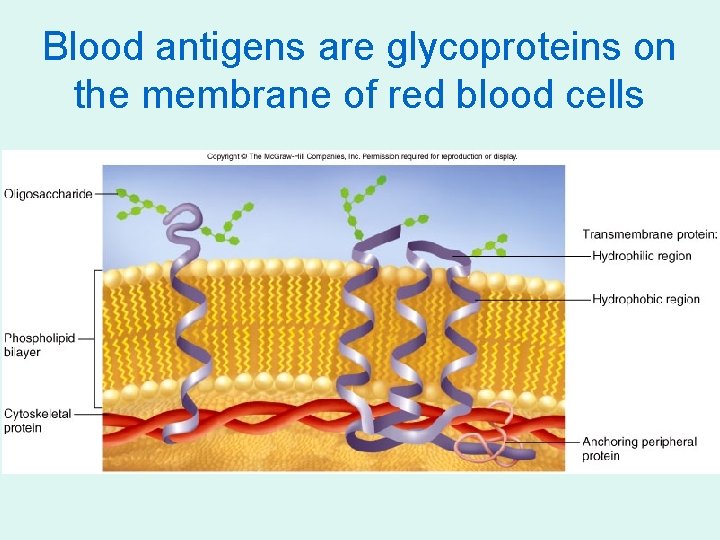 Blood antigens are glycoproteins on the membrane of red blood cells 