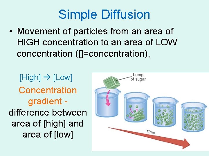 Simple Diffusion • Movement of particles from an area of HIGH concentration to an