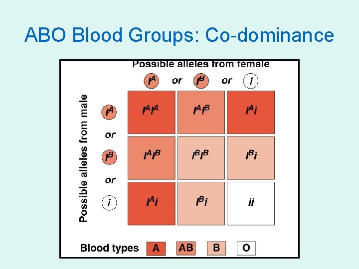 ABO Blood Groups: Co-dominance 