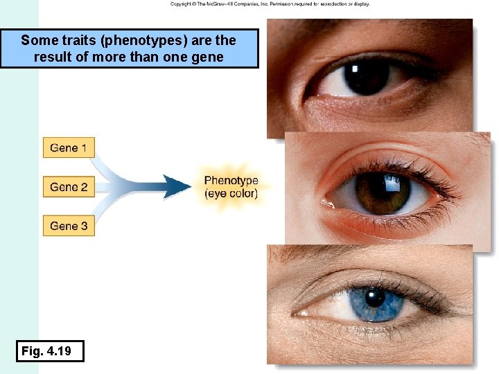 Some traits (phenotypes) are the result of more than one gene Fig. 4. 19
