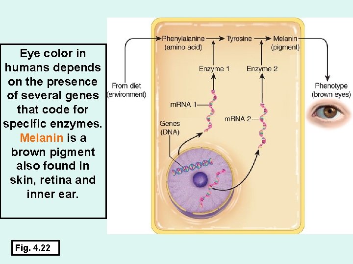 Eye color in humans depends on the presence of several genes that code for