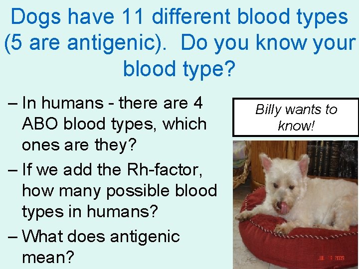 Dogs have 11 different blood types (5 are antigenic). Do you know your blood