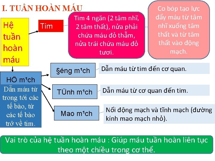 I. TUẦN HOÀN MÁU Hệ tuần hoàn máu HÖ m¹ch Dẫn máu từ trong