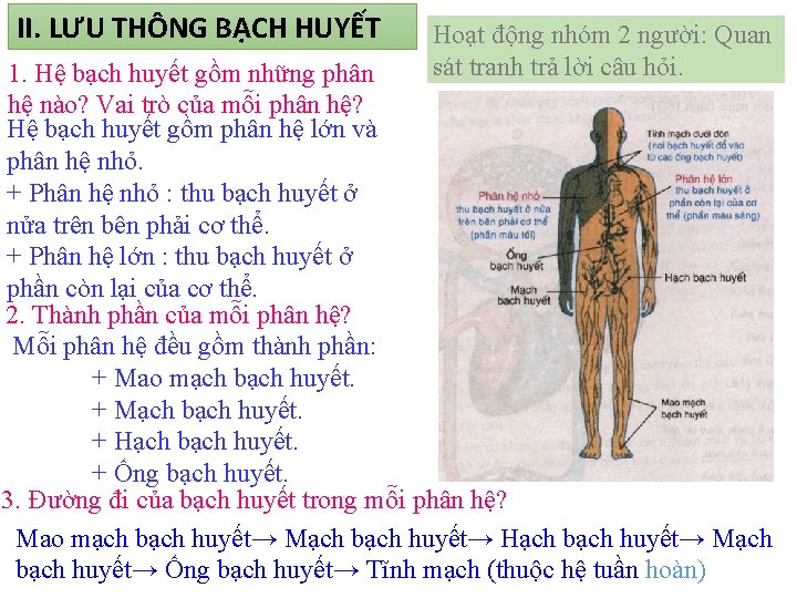 II. LƯU THÔNG BẠCH HUYẾT Hoạt động nhóm 2 người: Quan sát tranh trả