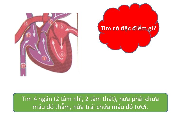 Tim có đặc điểm gì? Tim 4 ngăn (2 tâm nhĩ, 2 tâm thất),