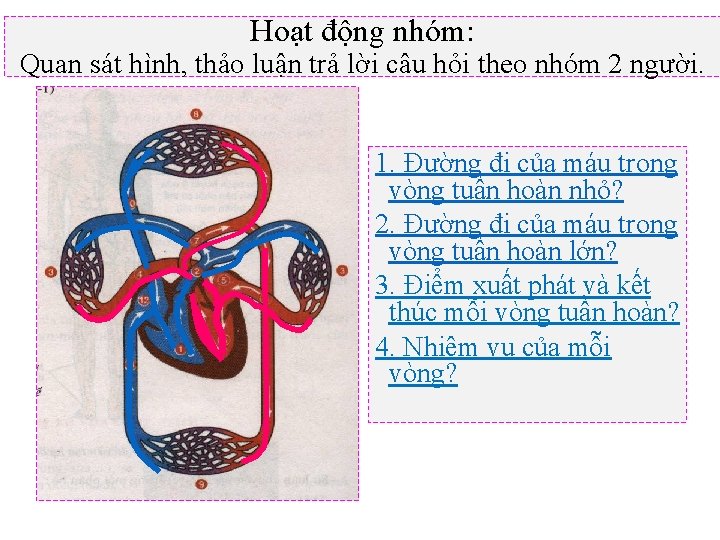 Hoạt động nhóm: Quan sát hình, thảo luận trả lời câu hỏi theo nhóm