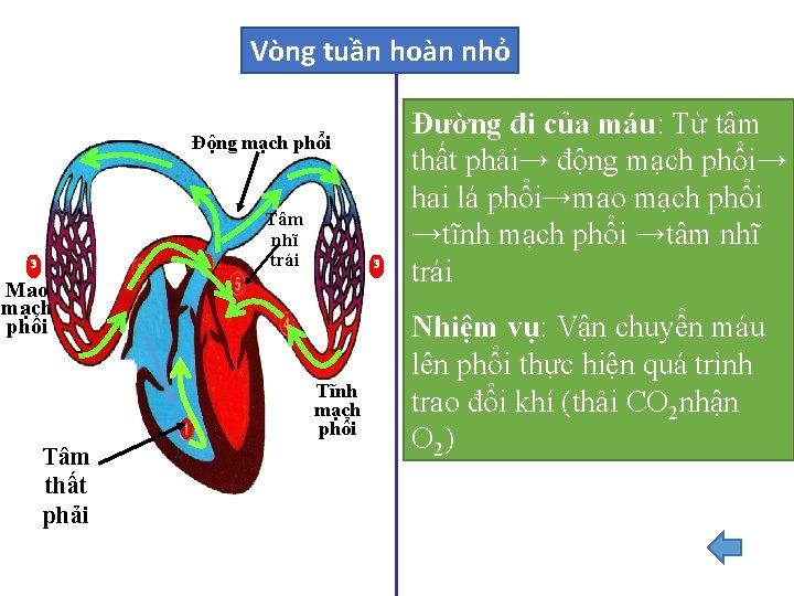 Vòng tuần hoàn nhỏ Động mạch phổi Tâm nhĩ trái 3 3 Mao mạch