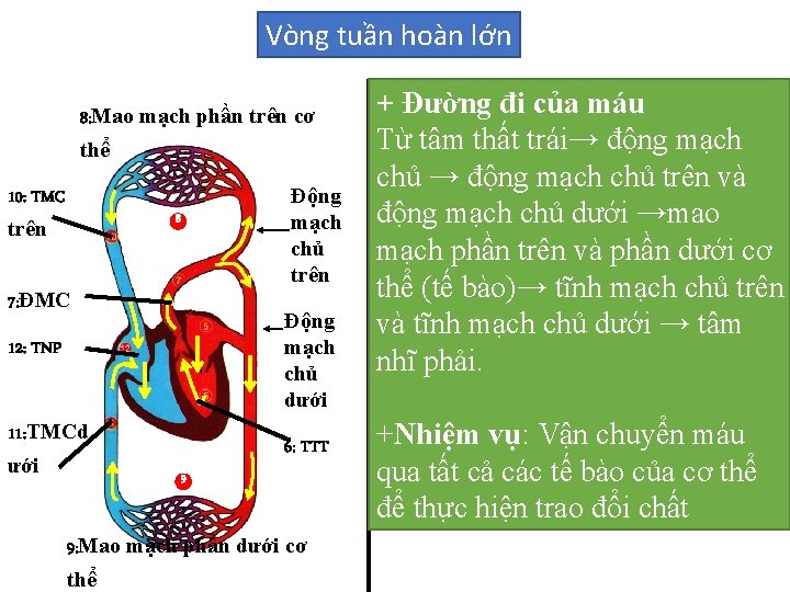 Vòng tuần hoàn lớn 8: Mao mạch phần trên cơ thể 10: TMC Động