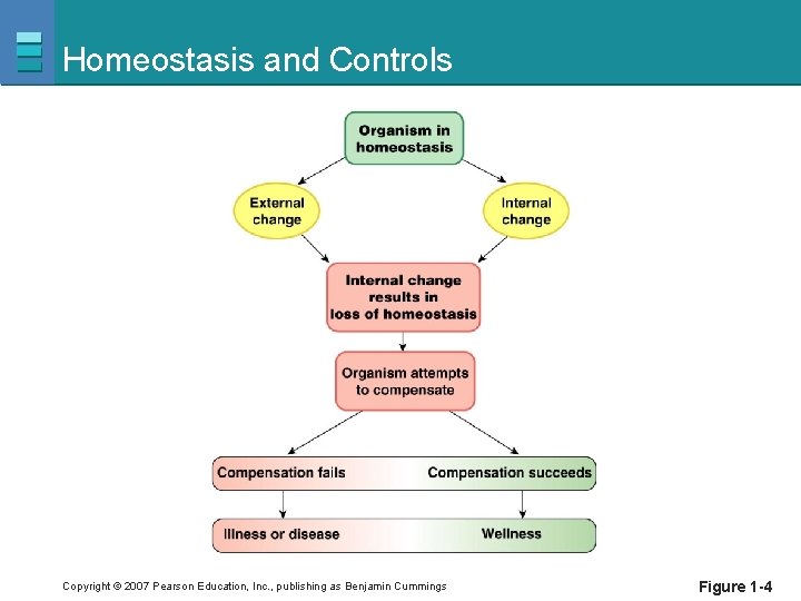 Homeostasis and Controls Copyright © 2007 Pearson Education, Inc. , publishing as Benjamin Cummings