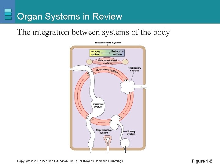 Organ Systems in Review The integration between systems of the body Copyright © 2007
