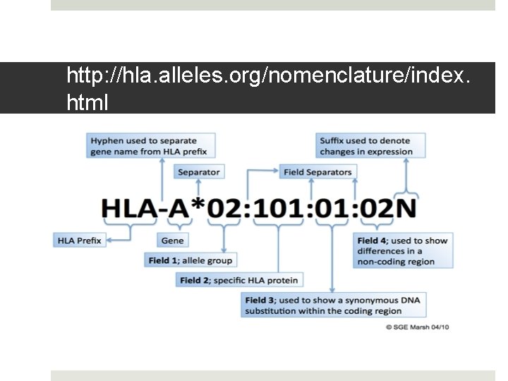 http: //hla. alleles. org/nomenclature/index. html 