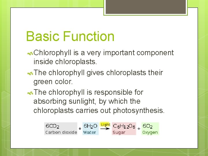 Basic Function Chlorophyll is a very important component inside chloroplasts. The chlorophyll gives chloroplasts