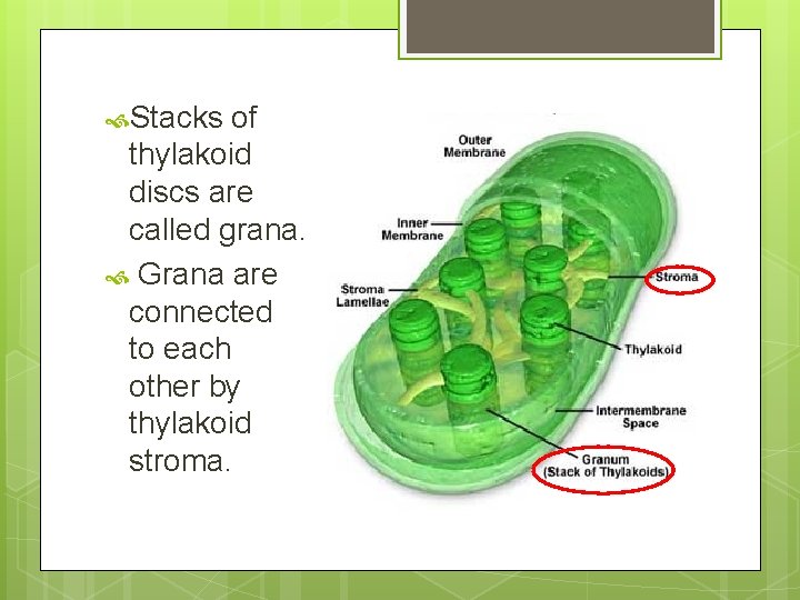  Stacks of thylakoid discs are called grana. Grana are connected to each other
