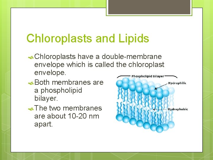 Chloroplasts and Lipids Chloroplasts have a double-membrane envelope which is called the chloroplast envelope.