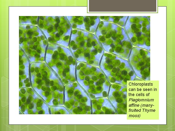 Chloroplasts can be seen in the cells of Plagiomnium affine (manyfruited Thyme moss) 