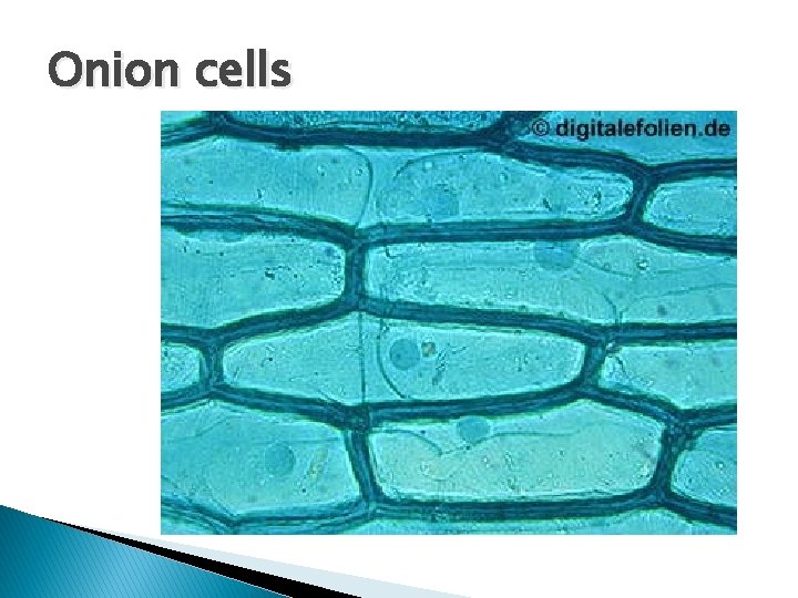 BIOLOGY WALT know the structure and function of
