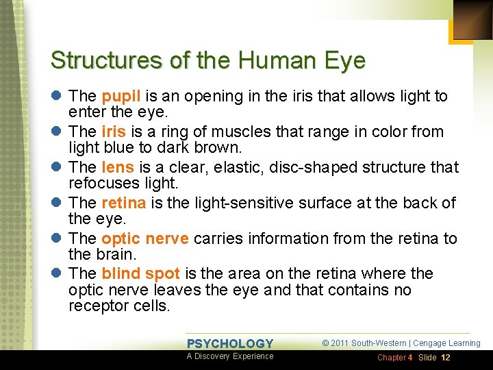 Structures of the Human Eye l The pupil is an opening in the iris