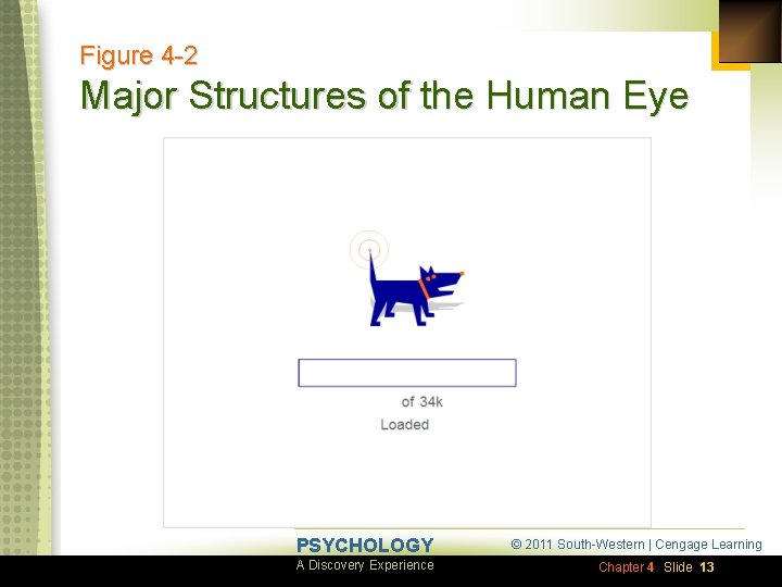 Figure 4 -2 Major Structures of the Human Eye PSYCHOLOGY A Discovery Experience ©