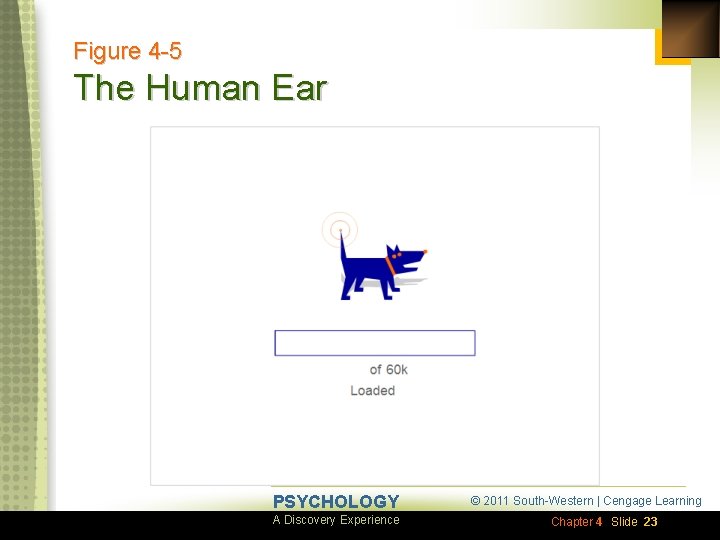 Figure 4 -5 The Human Ear PSYCHOLOGY A Discovery Experience © 2011 South-Western |