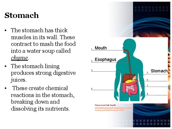 Stomach • The stomach has thick muscles in its wall. These contract to mash