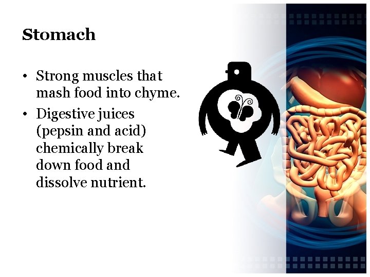 Stomach • Strong muscles that mash food into chyme. • Digestive juices (pepsin and