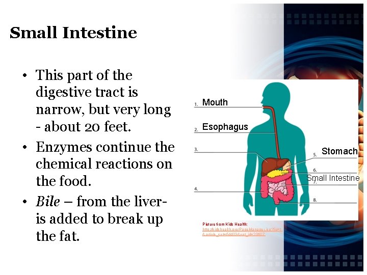 Small Intestine • This part of the digestive tract is narrow, but very long