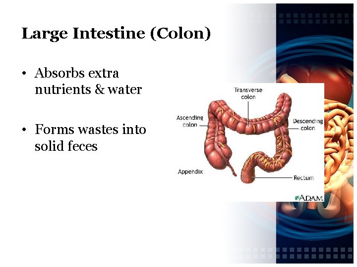 Large Intestine (Colon) • Absorbs extra nutrients & water • Forms wastes into solid