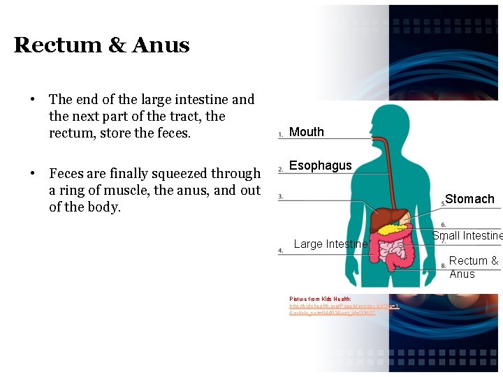 Rectum & Anus • The end of the large intestine and the next part