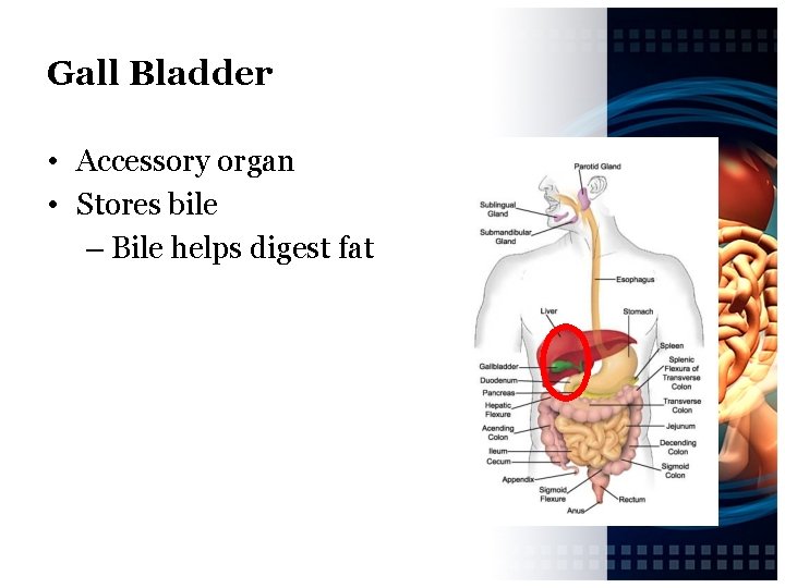 Gall Bladder • Accessory organ • Stores bile – Bile helps digest fat 