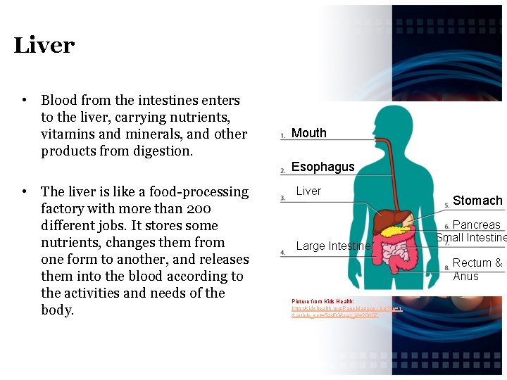 Liver • Blood from the intestines enters to the liver, carrying nutrients, vitamins and