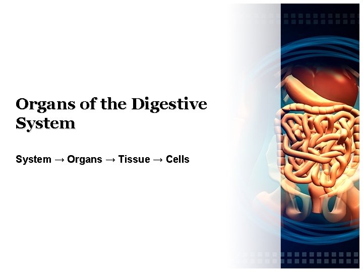Organs of the Digestive System → Organs → Tissue → Cells 