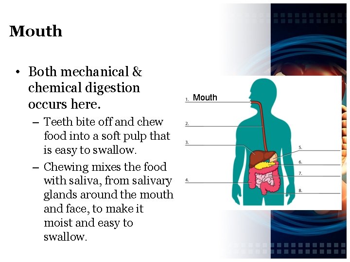 Mouth • Both mechanical & chemical digestion occurs here. – Teeth bite off and