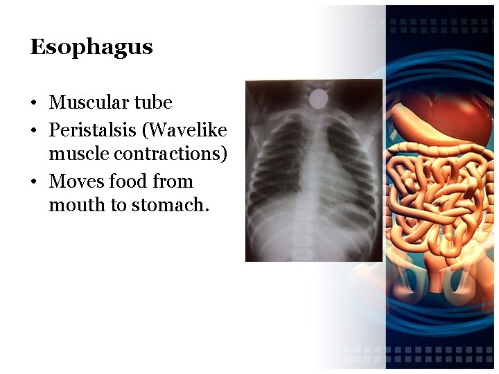 Esophagus • Muscular tube • Peristalsis (Wavelike muscle contractions) • Moves food from mouth