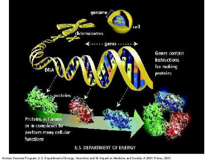 Human Genome Program, U. S. Department of Energy, Genomics and Its Impact on Medicine Human Genome Program, U. S. Department of Energy, Genomics and Its Impact on Medicine
