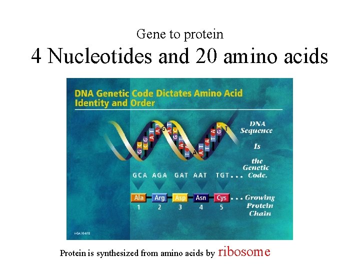 Gene to protein 4 Nucleotides and 20 amino acids Protein is synthesized from amino Gene to protein 4 Nucleotides and 20 amino acids Protein is synthesized from amino