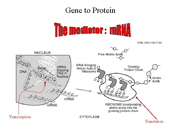 Gene to Protein Transcription Translation Gene to Protein Transcription Translation