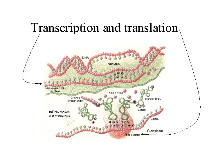 Transcription and translation Transcription and translation