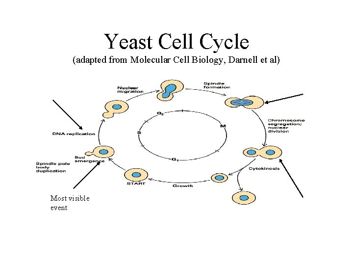 Yeast Cell Cycle (adapted from Molecular Cell Biology, Darnell et al) Most visible event Yeast Cell Cycle (adapted from Molecular Cell Biology, Darnell et al) Most visible event