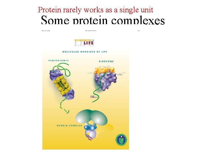 Protein rarely works as a single unit Some protein complexes Protein rarely works as a single unit Some protein complexes