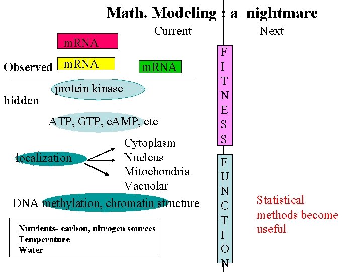 Math. Modeling : a nightmare m. RNA Observed m. RNA hidden Current m. RNA Math. Modeling : a nightmare m. RNA Observed m. RNA hidden Current m. RNA