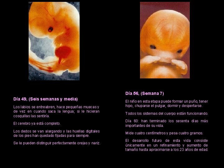 Día 56, (Semana 7) Día 49, (Seis semanas y media) Los labios se entreabren,