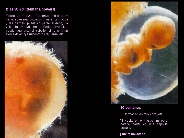 Días 63 -70, (Semana novena) Todos sus órganos funcionan, músculos y nervios van sincronizados,