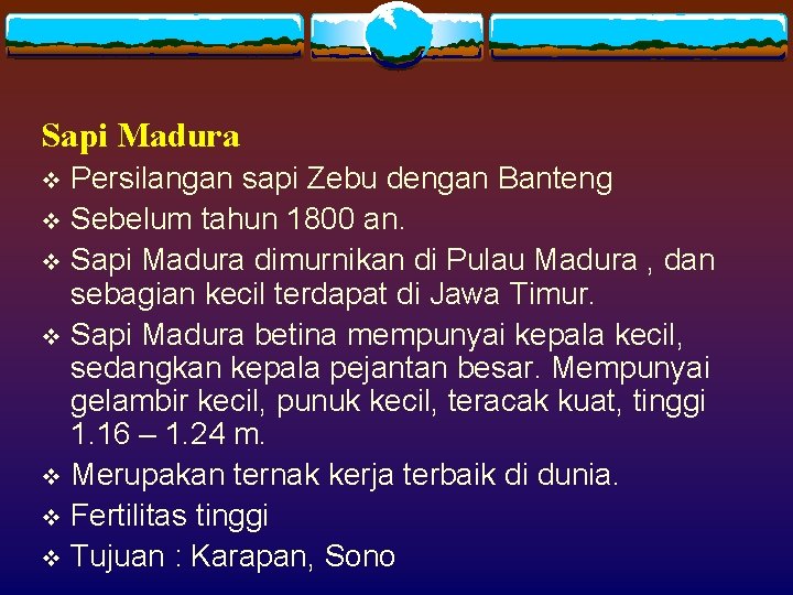 Sapi Madura Persilangan sapi Zebu dengan Banteng v Sebelum tahun 1800 an. v Sapi