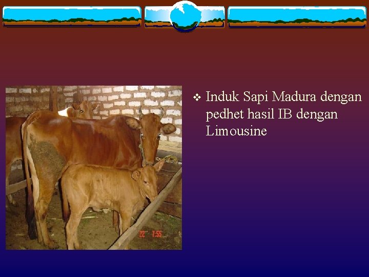 v Induk Sapi Madura dengan pedhet hasil IB dengan Limousine 