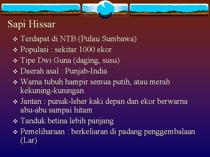 Sapi Hissar Terdapat di NTB (Pulau Sumbawa) v Populasi : sekitar 1000 ekor v