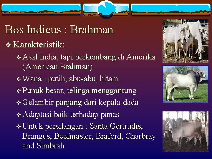 Bos Indicus : Brahman v Karakteristik: v Asal India, tapi berkembang di Amerika (American